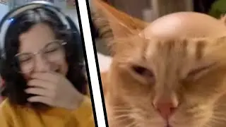 Calvarão meu gato - memes do discord