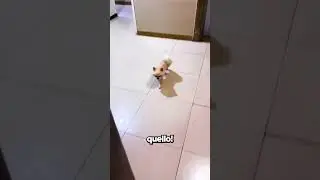 Non Riusciva a Trovare la Strada di Casa!😭