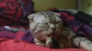 Tired tabby slow motion cat yawn #Animals #Cute #Dogs #Cats