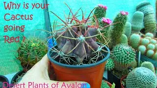 Why is My Cactus Turning RED ? 