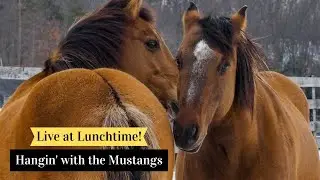 Live at Lunchtime: Hangin' with the Mustangs
