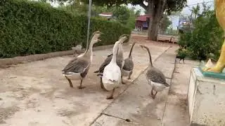 Is Chasing Geese ILLEGAL?
