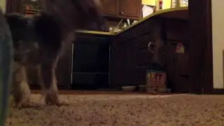 Band Director Dog - The Return