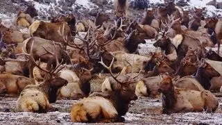 Oak Creek Wildlife Area: Hundreds of Majestic Wild Elk and Bighorn Sheep (HD)