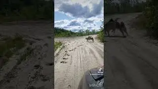 Вот им хорошо #хаски