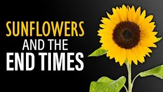 The End Time Sunflower Prophecy