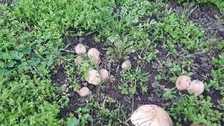Грибной сезон 2021 можно считать открытым!🍄🍄🍄Но эти грибы есть нельзя😡грибы лесные, не сморчки