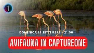 LIVE - AVIFAUNA Lo sviluppo in Captureone