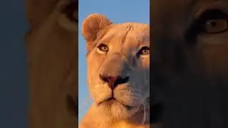 #animals