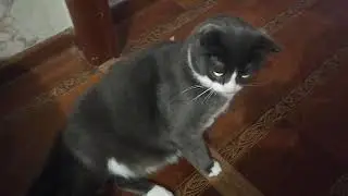 Я тебя сьем!)