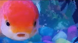 Golden Fish Vs Gold Red Cap Fish Status | Good Luck With Gold Fish 2022 | Gold Fish New Status Aquar