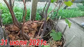 How does grape grafting affect the ripening time of the rootstock and scion berries?