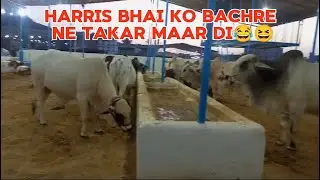 kabootar ne 2 bache dediye 😍| haris bhai ko lat padi 😂