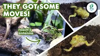 PACMAN FROG Feeding with 3 different LIVE foods