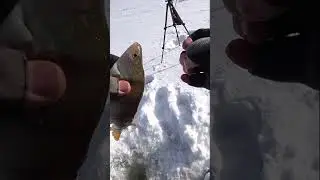 ТОЛЬКО НЕ СОЙДИ...