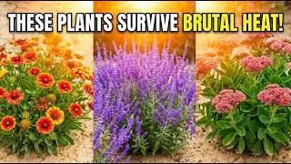 15 Drought-Proof Perennials That Thrive Without Watering!
