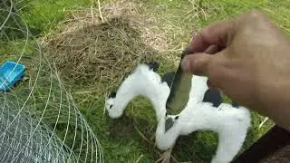 Любимое блюдо Пятачка