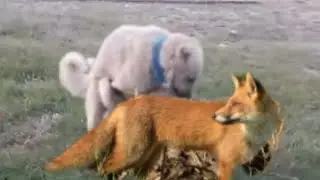 TİLKİ İLE ÇİFLEŞEN KÖPEKLER  KURTAN KORKMUYOR BU ADAMLAR