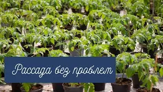 Рассада без проблем и химии, скажем нет черной ножке