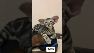 Кот с большими ушами