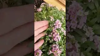 продажа рассады Иркутск 89086553950