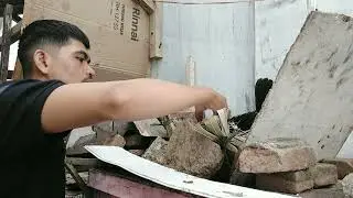 Update anak ayam warna warni dan anakan ayam kampung