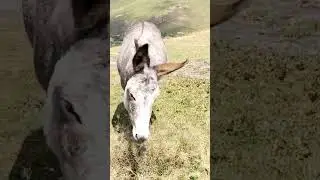 Космонавты