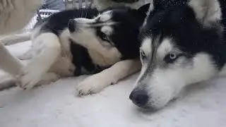 Нападение белого хаски Husky Shaman / Husky Day / День хаски