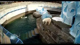 Норди прыгнул на Шайну и начались обнимашки 27.04.2020