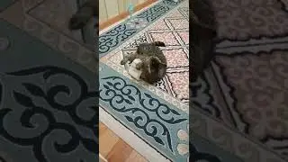 Мысықтын реакциясы.