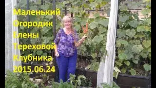 Маленький Огородик Елены Тереховой -  Клубника 2015.06.24