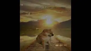 Cheems te ama uwu