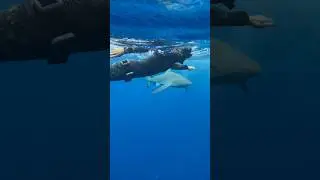 Curious Shark Gets Too Close #shorts