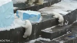 The first tests for polar bears, mom Gerda and dad Kai.