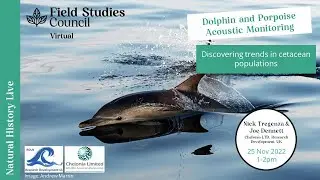 Dolphin and Porpoise Acoustic Monitoring: Discovering Trends in Cetacean Populations