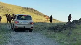 إبل في ثنية الشامية، على مسار غزوة بدر