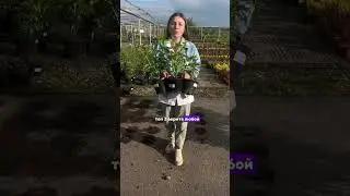 Как получить сладкий урожай крупноплодной черной смородины