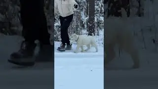 Алабай щенок 2 месяца питомник #таежныйталисман #алабай #щенкиалабая #сао #питомникалабаев