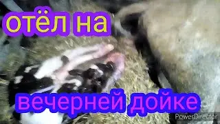 Сезон отёлов 2021 открыт. Что делать с коровой после отела.