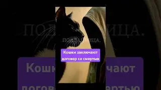 #cats
