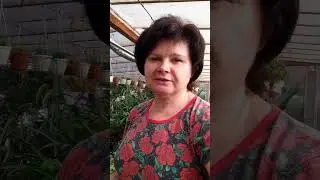 Пеларгонии после обрезки. 