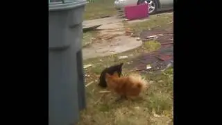Cat dog porn