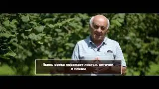 Фундук-Болезни ореха фундука-Hazelnut diseases control