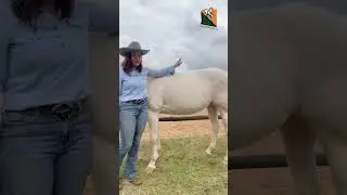 Western Saddle Bar Angles Explained - What is the difference between a Semi QH Bar and a Full QH Bar