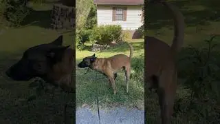 Territory Marking or Just Weird? Vertical Pooping!