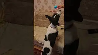 Выступление в караоке #животные #юмор #караоке #приколы