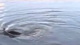 Очень смешные дети Суперрыбачок   funny children
