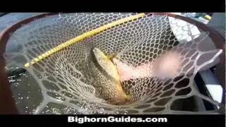 Big Horn Net Cam