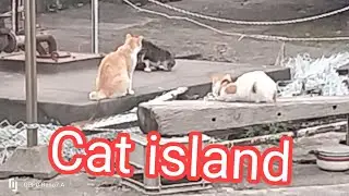 Cat island in Japan