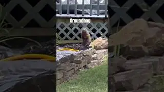 Groundhog 
